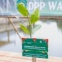Ekosistem Kian Menipis, 1.600 Hektare Mangrove di Tanjung Pasir Kini Direstorasi