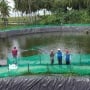 Listrik Hijau Pangkas Biaya Tambak Udang 70 Persen, Petani Banjir Cuan!