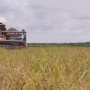 PGN-BRIN Kembangkan Minapadi Salin, Bidik Hasil Padi 7 Ton per Hektare