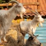 Update Harga Kambing Kurban 2025, Cek Dulu Sebelum Beli Biar Nggak Tekor!