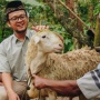 7 Tips Memilih Hewan Qurban yang Sehat dan Sesuai Syar'iat