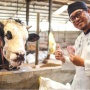 Hewan Kurban Sapi untuk 7 Orang atau 7 Keluarga? Ini Panduannya Menurut Islam