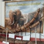 Fosil Gajah Purba Ditemukan Utuh di Patiayam, Kudus Siapkan Wisata Edukasi Baru