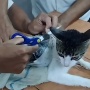 Kucing Narkoba: Aksi Penyelundupan Gagal di Penjara Kosta Rika!