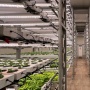 Bertani di Gedung Bertingkat: Teknologi Vertical Farming Jadikan Lahan Pertanian Bebas Pestisida