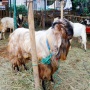 Berapa Umur Kambing Kurban yang Sah menurut Syariat? Jangan Asal Beli