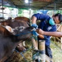 Kementan Pastikan Stok Daging Sapi Aman Jelang Idul Adha 2026