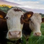 Refleksi Idul Qurban: Jejak Keteladanan Nabi Ibrahim dalam Kehidupan Umat Muslim