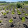 Benteng Pesisir Kendal, Cerita Konservasi Mangrove dari Pidodo Kulon