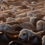 Harga Kambing dan Sapi Kurban Idul Adha 2025, Cek Update di Sini