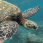 Pulau Gag Sajikan Keindahan Alam Bawah Laut yang Turut Bangun Industri Ekowisata
