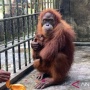 Bayi Orangutan Lahir di Riau, Tanda Harapan di Tengah Ancaman Masih Ada