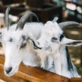 Bolehkah Berkurban dari Berhutang? Ini Hukum dalam Islam Jika Kondisi Kepepet