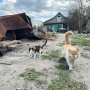5 Fakta Pria Jagal Ratusan Kucing di Sumsel: Daging Dijual ke Warga, Viral hingga Diciduk Polisi!