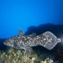 Menyelamatkan Fosil Hidup Coelacanth: Urgensi Konservasi Laut Dalam Indonesia