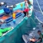 Nelayan Sendang Biru Selamatkan Hiu Paus Raksasa dari Jaring Maut