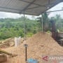 Pohon Gamal, dari Pagar Kebun Jadi Sumber Energi Hingga Ladang Cuan