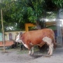 Prabowo Sumbang 985 Sapi Kurban, Bobot Terberat 1,3 Ton Ada di Jabar hingga Bengkulu