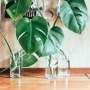 7 Tanaman Pembawa Rezeki Menurut Feng Shui, Bisa Datangkan Keberuntungan