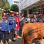 Sapi Kurban 1 Ton Terperosok ke Sumur Resapan, Damkar Kerahkan Alat Berat Bantu Evakuasi