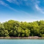 Benteng Alami Senilai Ribuan Triliun: Peran Mangrove dalam Melindungi Kota Pesisir