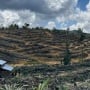 Mafia Sawit di Tesso Nilo: Antara Konservasi, Korupsi, dan Masa Depan Hutan