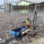 Bau Busuk Pantura, Petani Tambak Demak Merugi Puluhan Juta: Limbah Pabrik Bunuh Ribuan Ikan!