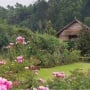 Kebun Mawar Situhapa, Menyaksikan Koleksi Bunga Hias dengan View Pegunungan