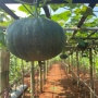 Pundi di Balik Kebun Organik Tegalsari, dari Lahan Mini Jadi Peluang Ekonomi