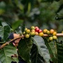 Elegi Kopi Organik di Hulu DAS Balantieng, Harmoni Lingkungan dan Ekonomi