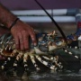 Harta Karun Papua : Penemuan 7 Spesies Baru Lobster Air Tawar Ungkap Pusat Evolusi Baru