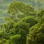Hari Hutan Hujan Sedunia: Suara Global untuk Menyelamatkan Paru-Paru Bumi