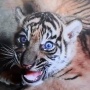 Rizky dan Lestari, Harimau Sumatera penghuni baru TMSBK Bukittinggi