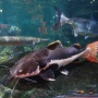 5 Rekomendasi Ikan Hias Awet & Susah Sakit yang Cocok untuk Kolam di Taman Rumah