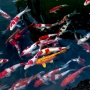 Menguak Arti Mimpi Melihat Ikan Menurut Islam: Pertanda Datangnya Rezeki atau Peringatan?