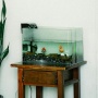 Akuarium Bagusnya Ditaruh di Mana? Ini Posisi Terbaik Menurut Feng Shui, Bisa Bawa Hoki