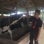 Dapat Berbagai Fasilitas dari BRI, Klaster Susu di Ponorogo Berhasil Tingkatkan Kapasitas Produksi