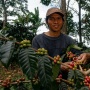 Kembali ke Akar, Cerita Hamzah Sarjana Kehutanan yang Memilih Bertani Kopi di Desa Kahayya