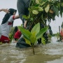Ratusan Pohon Mangrove Ditanam di Pesisir Kendal, Upaya Cegah Abrasi dan Rob