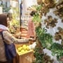 Jakarta Masih Impor 98 Persen Pangan, Urban Farming Jadi Solusi Hijau