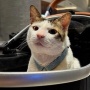 Wamensesneg Bingung Bobby Kucing Prabowo Dikawal Polisi Diprotes: Itu Punya Siapa?