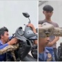 Detik-detik Damkar Taklukkan Piton Raksasa yang 'Menginap' di Dalam Motor Matic