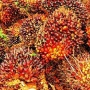 Harga CPO Naik Tipis November 2025, Didorong Ekspektasi B50 dan Permintaan Global
