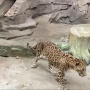 Viral Jaguar di Ragunan Terlihat Lemas, Manajemen: Tidak Semua yang Kurus Berarti Sakit