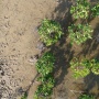 Dongkrak Ekonomi Pesisir, BUMN Ini Genjot Konservasi Mangrove dengan Libatkan Ratusan Petani Lokal