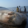 Paus Sperma Sepanjang 20 Meter Terdampar di Situbondo