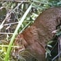 Begini Penampakan Kucing Emas yang Masuk Perangkap Warga Pasaman