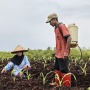 Mengelola Lahan Gambut Tanpa Membakar: Cara Baru Petani Malikian Cegah Kebakaran