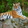 Menyelamatkan Harimau: Ketika Konservasi Satwa Liar Menjadi Solusi Iklim