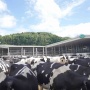 Dari Limbah Jadi Energi: Peternakan di Blitar Ubah Kotoran Sapi Jadi Biogas
